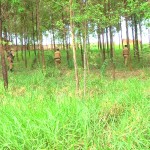 a31