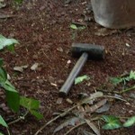 homicida_patinhas-1-640x360